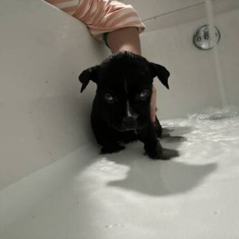 Rescue Mixed Breed Dogs for Adoption in Springboro, Ohio - Bean | PetCurious