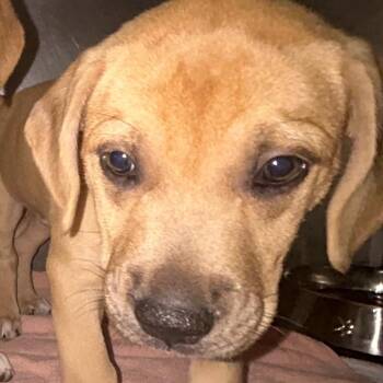 Mac -  Mixed Breed Dog for Adoption in Charleston, West Virginia - Mac | PetCurious