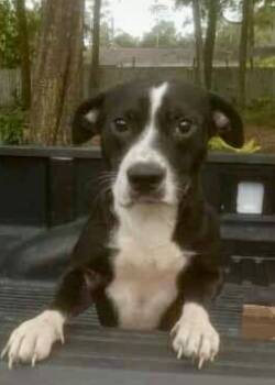 Rescue Labrador Retriever and Mixed Breed Dogs for Adoption in St. Augustine, Florida - Diego | PetCurious