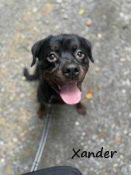 Rescue Rottweiler Dogs for Adoption in Elkins, West Virginia - Xander | PetCurious