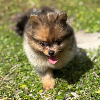 Pomeranian Dogs Available for Adoption in West Palm Beach, Florida - BAGUETTE | PetCurious
