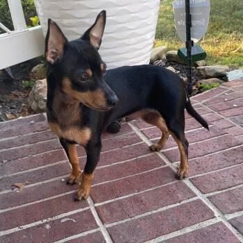 POCO -  Miniature Pinscher Dog for Adoption in Chicopee, Massachusetts - POCO | PetCurious