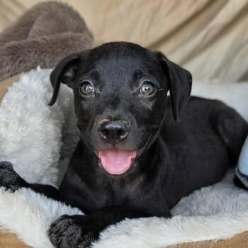 Darky -  Labrador Retriever and Mixed Breed Dog for Adoption in Cleveland, Texas - Darky | PetCurious