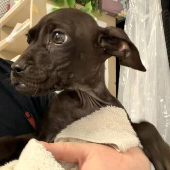 Po -  Pit Bull Terrier Dog for Adoption in Indianapolis, Indiana - Po | PetCurious