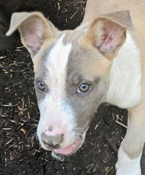 Fox Flintstone -  Terrier Dog for Adoption in Andover, Massachusetts - Fox Flintstone | PetCurious