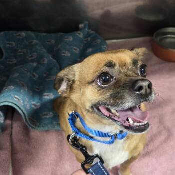 Chihuahua and Beagle Dogs Available for Adoption in Lake Panasoffkee, Florida - Toby | PetCurious