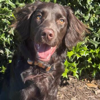 Gauge -  Spaniel Dog for Adoption in Chesapeake, Virginia - Gauge | PetCurious