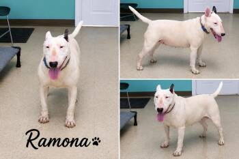 Ramona -  Bull Terrier Dog for Adoption in Sylacauga, Alabama - Ramona | PetCurious