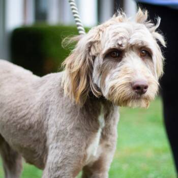 Daisy 22277 -  Poodle and Mixed Breed Dog for Adoption in Cumming, Georgia - Daisy 22277 | PetCurious