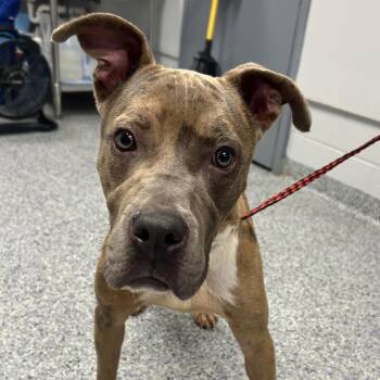 Triton -  Mixed Breed Dog for Adoption in Greenville, South Carolina - Triton | PetCurious