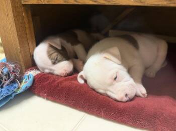 Sorry -  Mixed Breed Dog for Adoption - Sorry | PetCurious