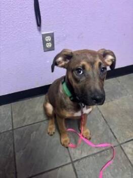McFlurry* -  Mixed Breed Dog for Adoption in El Paso, Texas - McFlurry* | PetCurious