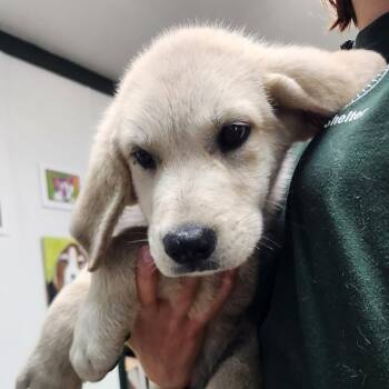Geno -  Great Pyrenees Dog for Adoption in Erie, Pennsylvania - Geno | PetCurious