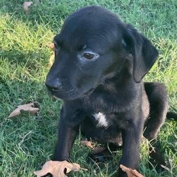 Mixed Breed Dogs Available for Adoption in Bentonville, Arkansas - Cheese | PetCurious