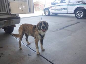 Australian Shepherd and Mixed Breed Dogs Available for Adoption in Oroville, California - FELLA | PetCurious