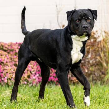 Beefcake -  Rottweiler and Great Pyrenees Dog for Adoption in Council Bluffs, Iowa - Beefcake | PetCurious