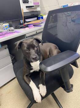 Mixed Breed Dogs Available for Adoption - Charlie  | PetCurious