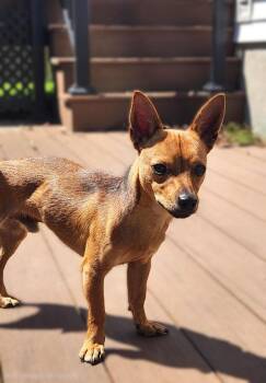 Chiweenie Dogs Available for Adoption in Hazelwood, Missouri - Slinky-COMING SOON | PetCurious