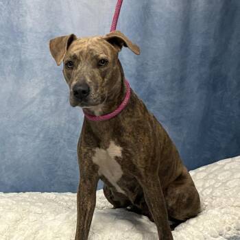 Petunia -  Plott Hound and Mixed Breed Dog for Adoption in Buchanan Dam, Texas - Petunia | PetCurious