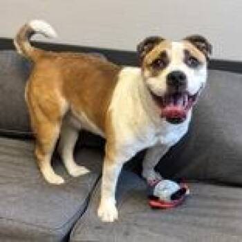 Mixed Breed Dogs Available for Adoption in Lansing, Michigan - Zoey | PetCurious