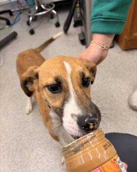 Mixed Breed Dogs Available for Adoption in Hobart, Indiana - Pumpkin | PetCurious