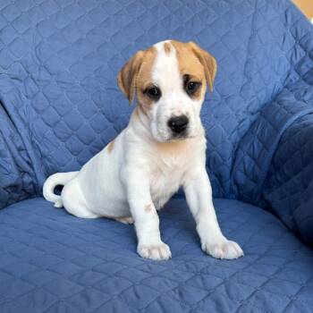 Rescue Boxer and Siberian Husky Dogs for Adoption in Olathe, Kansas - Kauffman | PetCurious