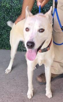 KOVU -  Husky and Mixed Breed Dog for Adoption in El Paso, Texas - KOVU | PetCurious