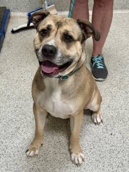 Bumoni -  American Bully Dog for Adoption in Downers Grove, Illinois - Bumoni | PetCurious
