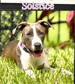 Rescue Labrador Retriever and Terrier Dogs for Adoption in Palm Harbor, Florida - Solstice | PetCurious