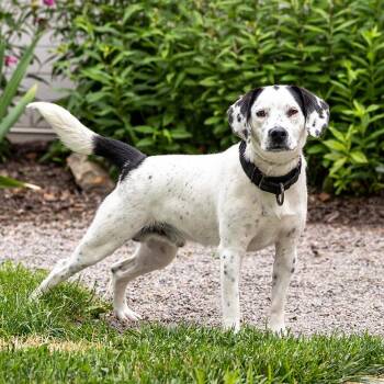 Dauber -  Pointer and Mixed Breed Dog for Adoption in Council Bluffs, Iowa - Dauber | PetCurious