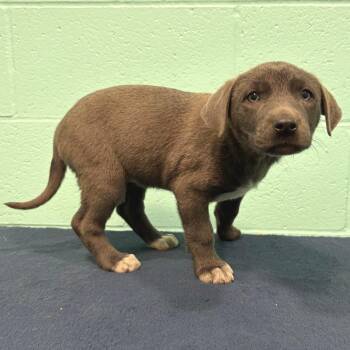 Labrador Retriever Dogs Available for Adoption in Cabot, Arkansas - Cora Rose | PetCurious