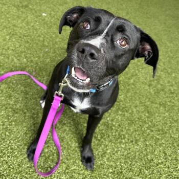 Gucci FKA Bumblebee -  Black Labrador Retriever and Mixed Breed Dog for Adoption in West Palm Beach, Florida - Gucci FKA Bumblebee | PetCurious