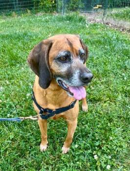 Rescue Redbone Coonhound Dogs for Adoption in Mocksville, North Carolina - Burnie | PetCurious