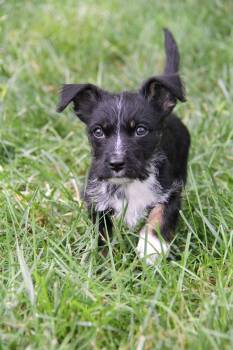Oliver -  Miniature Dachshund and Miniature Schnauzer Dog for Adoption in Monroe, North Carolina - Oliver | PetCurious
