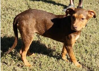 Rescue Shepherd and Mixed Breed Dogs for Adoption in Morristown, New Jersey - Ruby | PetCurious