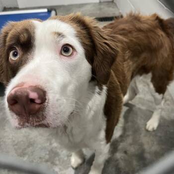 Australian Shepherd Dogs Available for Adoption in Richmond Hill, Georgia - Shiloh | PetCurious