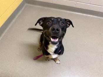 Pit Bull Terrier and Cardigan Welsh Corgi Dogs Available for Adoption in Colorado Springs, Colorado - TROOPA | PetCurious