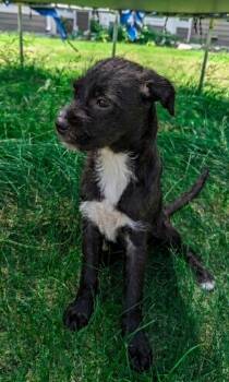 **DESI** -  Boston Terrier and Schnauzer Dog for Adoption in North Prairie, Wisconsin - **DESI** | PetCurious