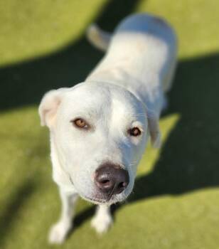 Labrador Retriever Dogs Available for Adoption - Patty Mayonnaise | PetCurious