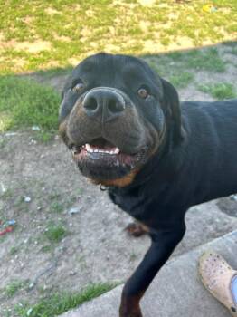 Koba -  Rottweiler Dog for Adoption in Warren, Michigan - Koba | PetCurious