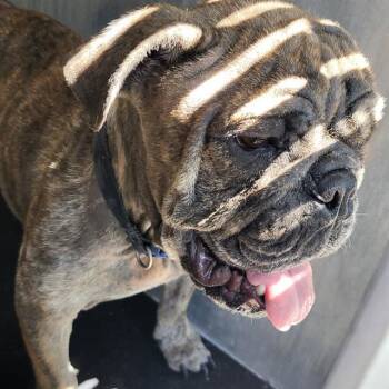 ELI -  American Bulldog Dog for Adoption in San Antonio, Texas - ELI | PetCurious