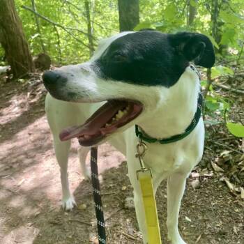 Mixed Breed Dogs Available for Adoption in Greensboro, North Carolina - Wallen | PetCurious