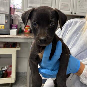 Gatorade -  Retriever Dog for Adoption in Greenville, South Carolina - Gatorade | PetCurious