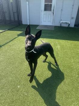 Augie -  Shepherd Dog for Adoption in Houston, Texas - Augie | PetCurious