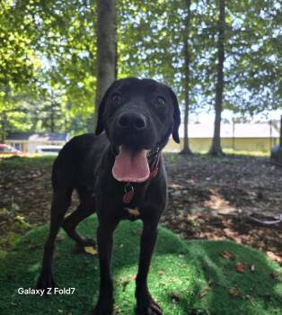 Tito -  Black Labrador Retriever Dog for Adoption in Fredericksburg, Virginia - Tito | PetCurious