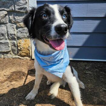 Australian Shepherd and Mixed Breed Dogs Available for Adoption - Nathan | PetCurious