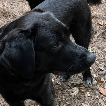ALPHARETTA - Andy -  Black Labrador Retriever and Great Pyrenees Dog for Adoption in Blairsville, Georgia - ALPHARETTA - Andy | PetCurious