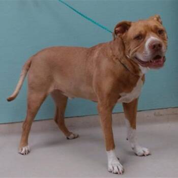 Tyson -  Pit Bull Terrier Dog for Adoption in Incline Village, Nevada - Tyson | PetCurious