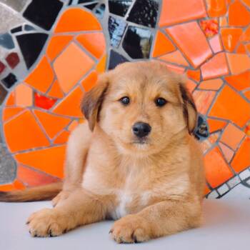 Spain Pup - Zaragoza -  Golden Retriever and Labrador Retriever Dog for Adoption in San Diego, California - Spain Pup - Zaragoza | PetCurious