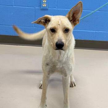 Moonie -  Carolina Dog and Golden Retriever Dog for Adoption in Pine Bluff, Arkansas - Moonie | PetCurious